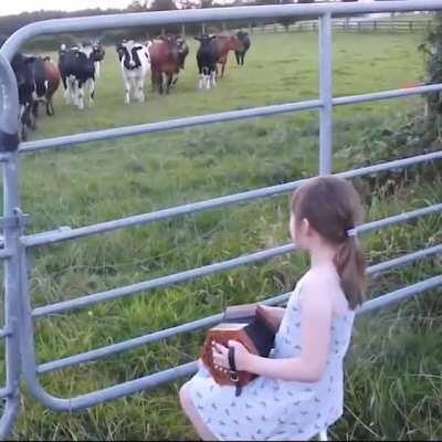 The concert of the pure 😇 moooo