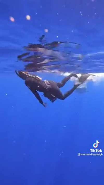 How to not swim away from sharks!