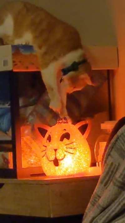 touch tha light light up kitty