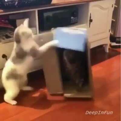 Get in the box, damn it!