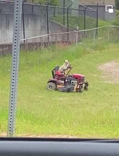 Dog riding a lawnmower cutting grass