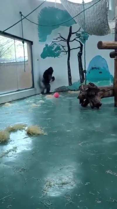 Just a gorilla having fun.