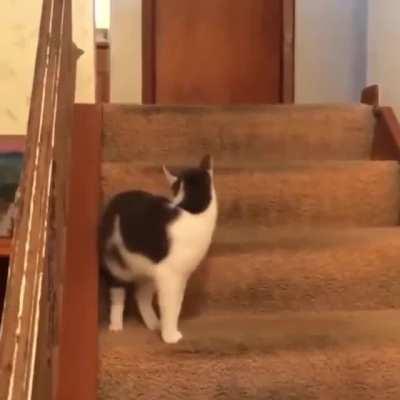 Cat hit the dog's zoom switch