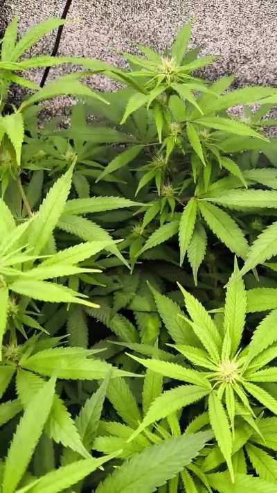 Día 18 de flora, 60 desde plantada