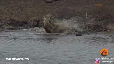 Cheetah just wasn't fast enough