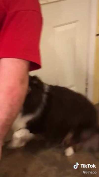 Dogs can&rsquo;t understand english