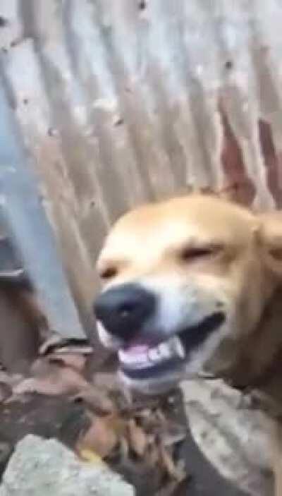 Sanca the Boss😎👌🏻