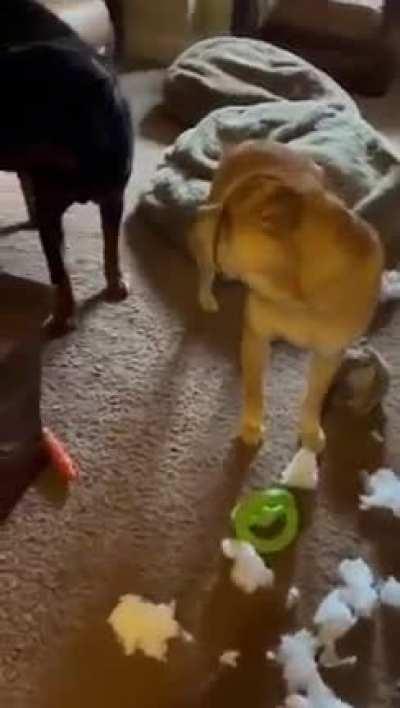 I just wonder which dog did it… 😂