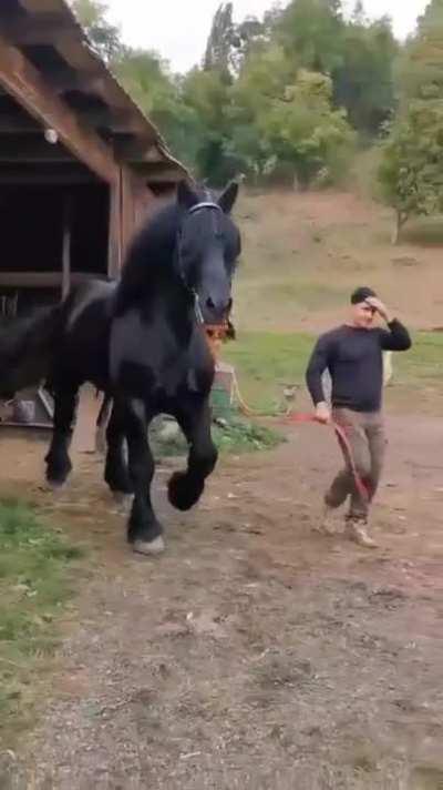 The absolute unit horse