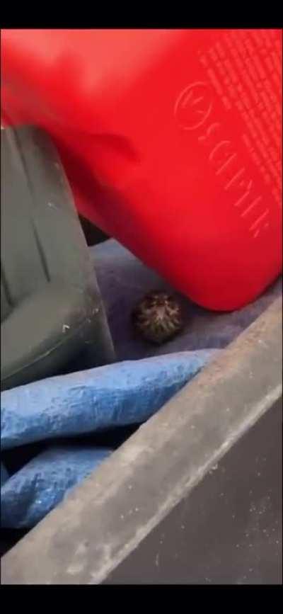 My sister found a bird in our garage