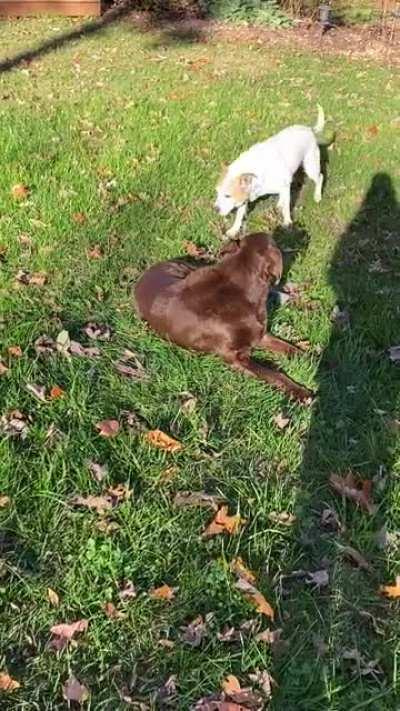 my 14yo chocolate lab bella is living her best life