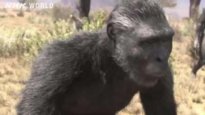 I don't think we give enough thought about just how brief our place as apex predators has been compared to millions of years we spent as humble foragers and regular prey.