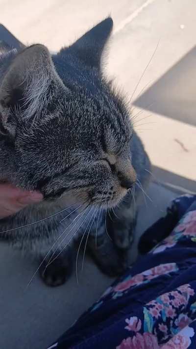Sweet tabby kitty came up for pets.❤️