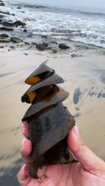 Horn shark egg casing