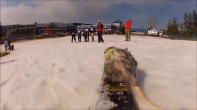 Ratatouille the shredding Opossum 🏂