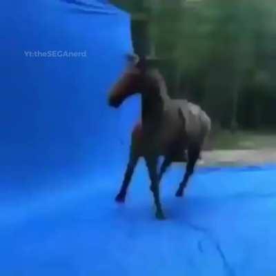 Horse