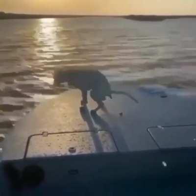 Hey hey hey, check 😎