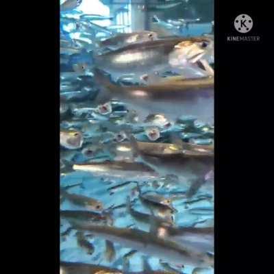 Кричащие сардины