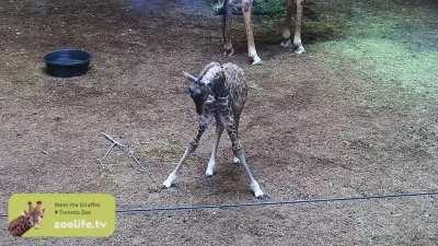 Baby giraffe alert! Matumaini is the newest member to the Toronto Zoo giraffe family :) The Toronto Zoo is streaming it live on Zoolife.tv as well as their youtube channel