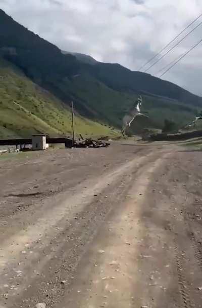to jump across a road