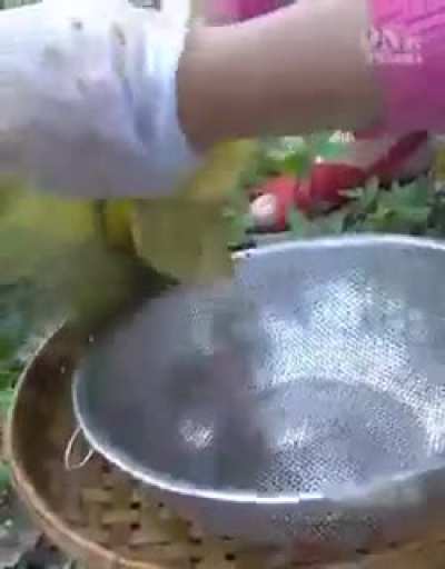 Wow my goodness! Eating cow shit is yummy