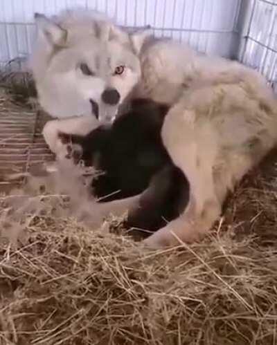 WCGW not respecting personal space of a wolf mother