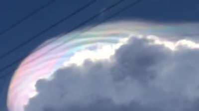 Forbidden rainbow cotton candy