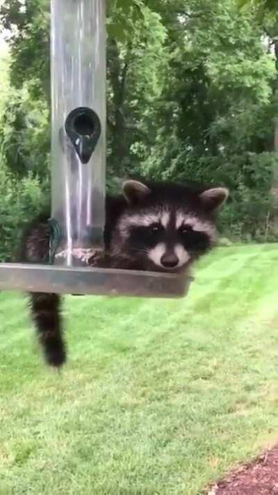 The most beautiful bird