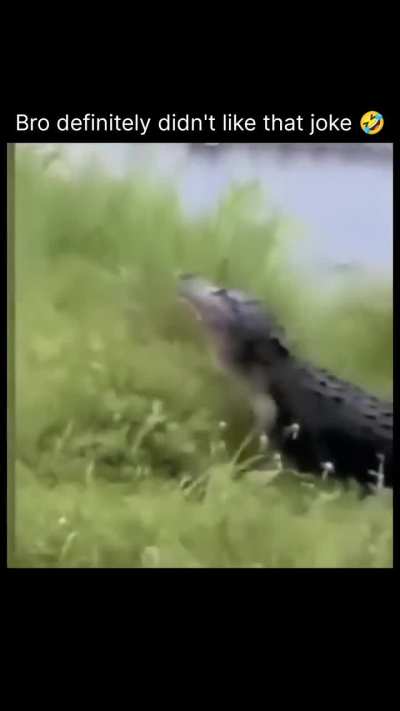 Alligator no like my jokes