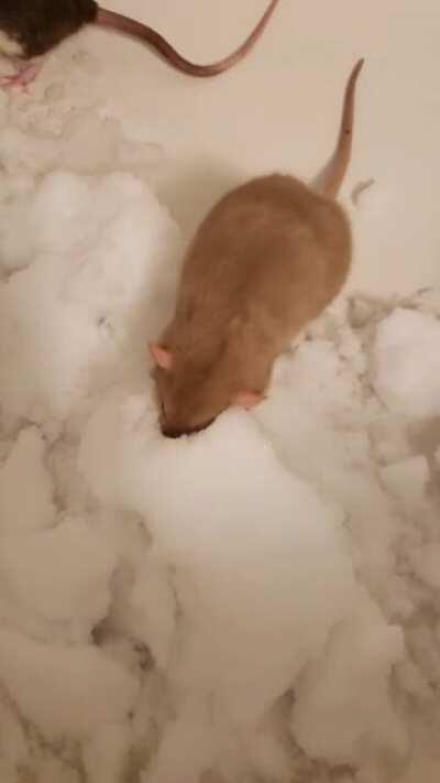 We got some snow in Texas today. Had to bring some in for the babies!