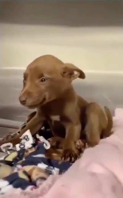 Puppy has the cutest smile after being adopted.