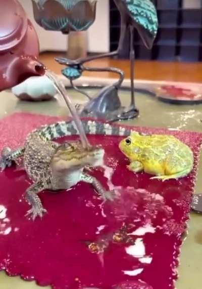 Baby gator in a moment of bliss