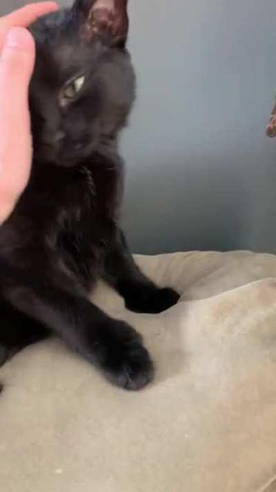 The little void is always happy to see mama 😻 beautiful little creature! (and yes, i speak french)