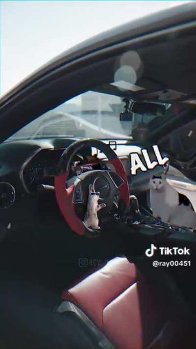 ALL MY FELLAS 🎤😼