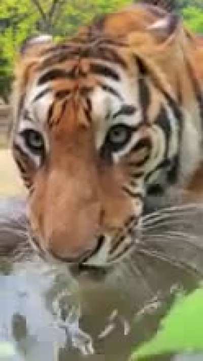 Cute tiger drinking water