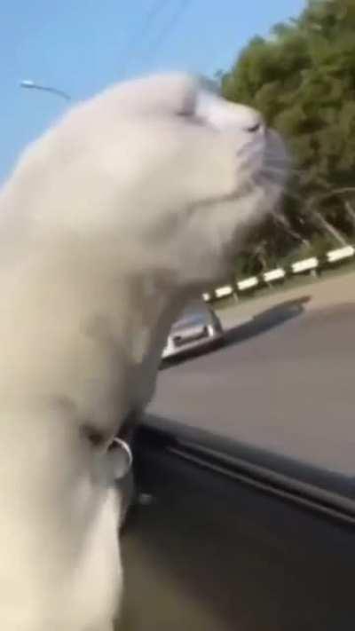 Freeee biiird yeeeeh