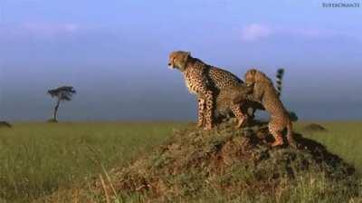 🔥 This patient mother cheetah wondering why they can't just go around...