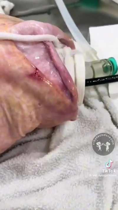 Conhecem o Protopterus? 