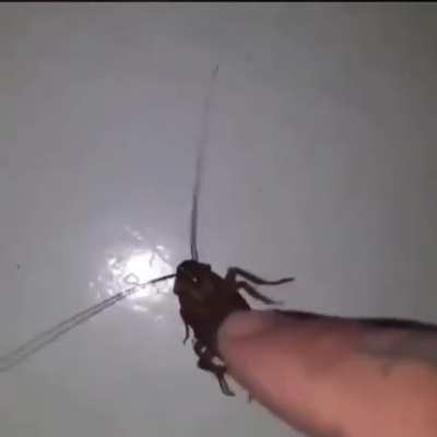 cursed_roachie