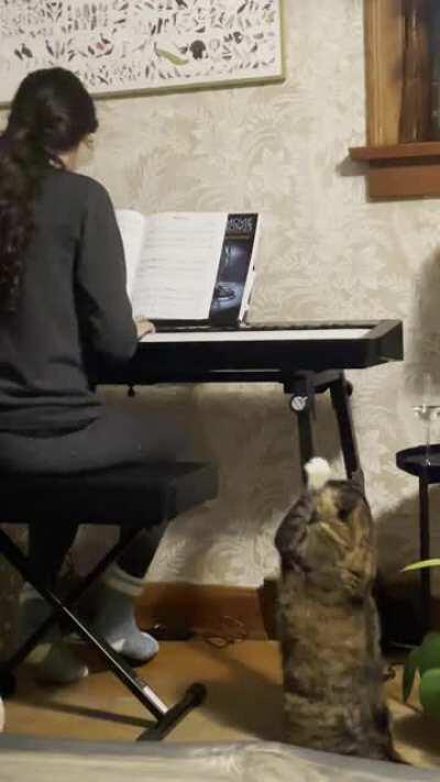 The cat was really feeling my wife’s piano music... or maybe trying to conduct it? Lockdown is getting weird.