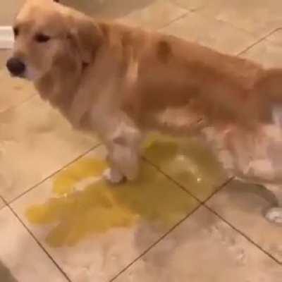 Poor dude. Silly dog