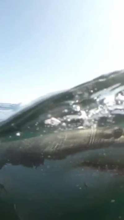 🔥 Peek-a-Boo with Great White. By Mike Coots