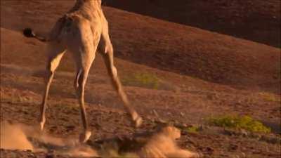 Giraffe isn't stopping for anyone.