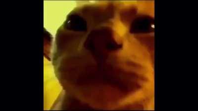 Me waiting for Vegito blues combo to end