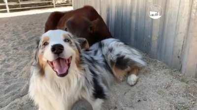 Two friends at The Gentle Barn Sanctuary