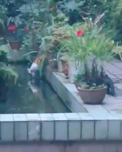 pRoFeSsioNAL HitMan'S LaSt Hit Before nINJA aSsAssin ends Him SwiFTLy