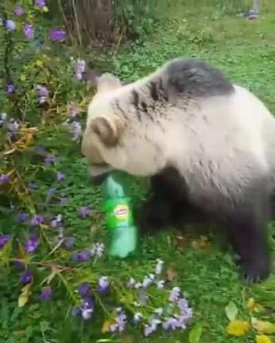 Bears also like their green tea