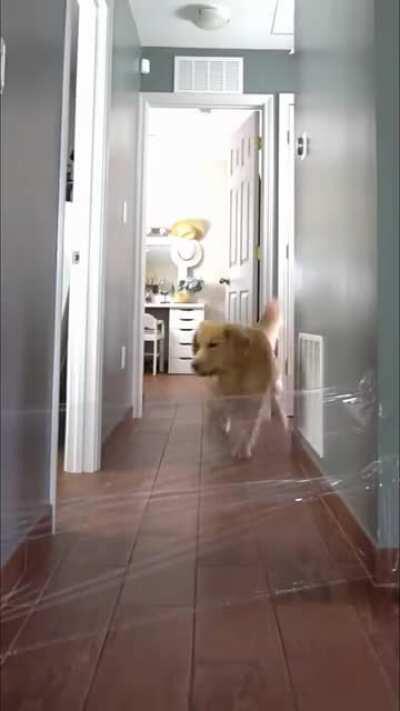 Good boy vs Invisible wall