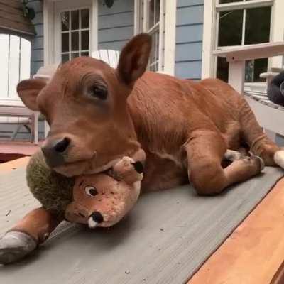 Lewis and his hedgehog toy