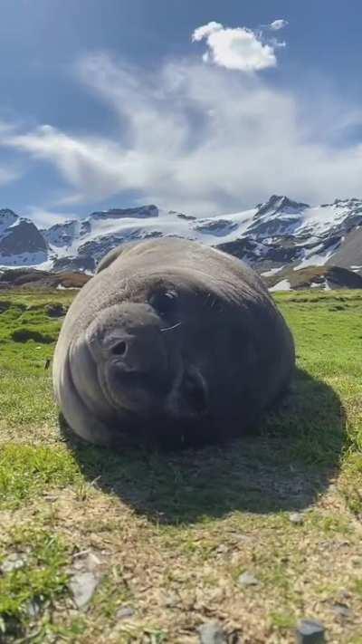 Тюлень чихает 